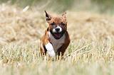 STAFFIE 111